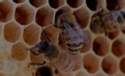 Varroa Management Honey Bee Health Coalition