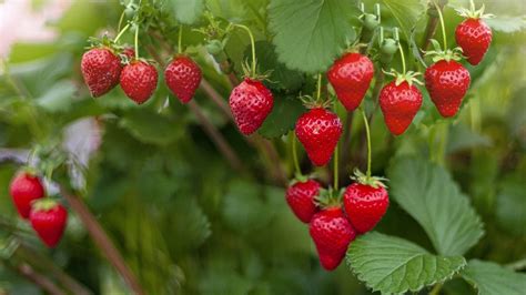 How To Winterize Strawberry Plants Homes And Gardens