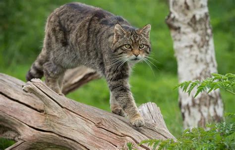 Wild Cat Population Grows In The Netherlands