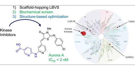 Discovery Of A Selective Aurora A Kinase Inhibitor By Virtual Screening