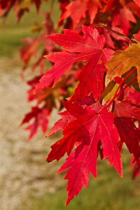 Maple Leaves In Arkansas Autumn Trees Autumn Scenery Autumn