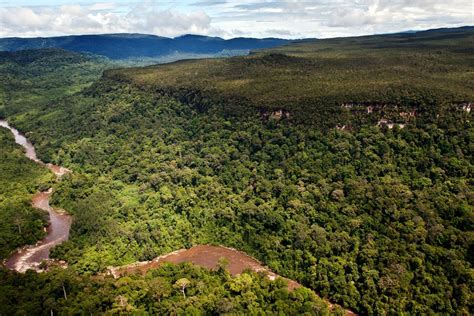 Selamatkan Hutan Borneo Situs Hijau Indonesia