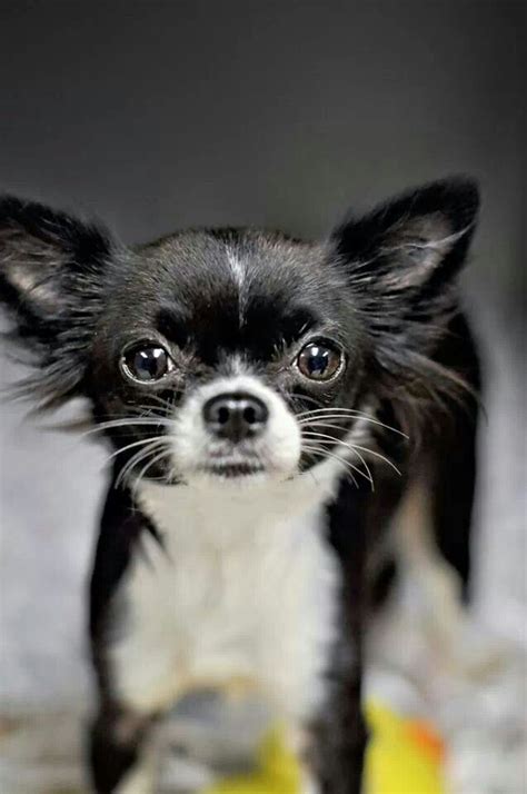 Critiques Chihuahua Poil Long Noir Et Blanc Viral