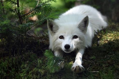 White Fox Albino Animals Cute Animals Animals