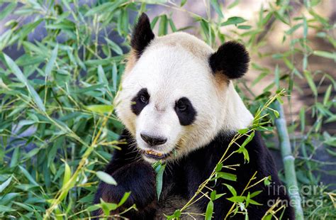 Panda Bear Eating Bamboo Shoots Photograph By Les Palenik Fine Art