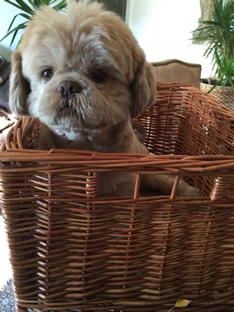 A Small Dog Sitting In A Wicker Basket