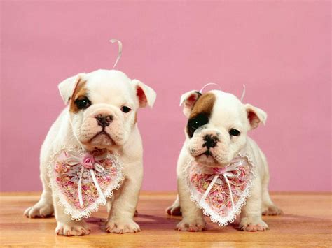 Be Our Valentines Dogs Wallpaper 33628006 Fanpop