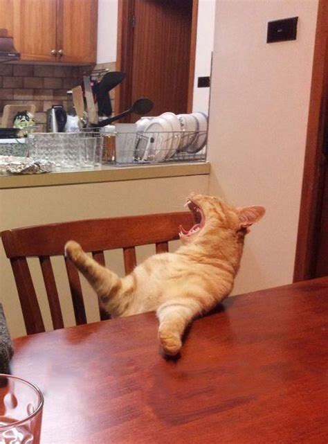 Cat At Table Meme Generator