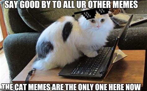 Image Tagged In What Human Cat On Laptop Imgflip
