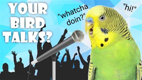 How To Teach Your Budgie To Talk 5 Easy Steps Youtube