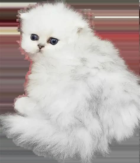 Teacup Persian Kittens For Sale Cfa Purebred Persians