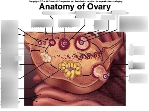 Anatomy Of Ovary Diagram Quizlet
