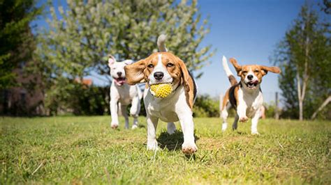 Royalty Free Dogs Pictures Images And Stock Photos Istock