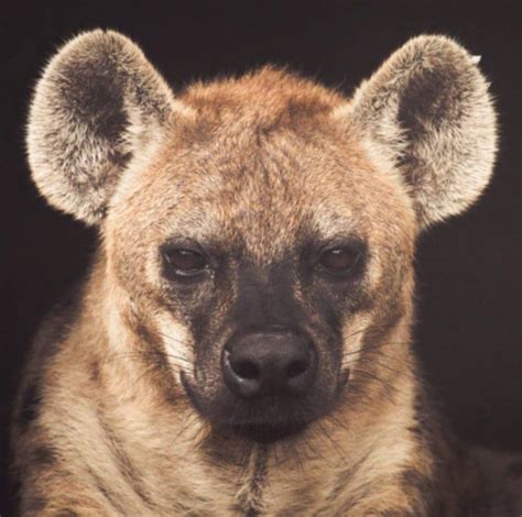 Januarys Featured Animal The Spotted Hyena