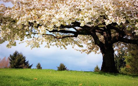 Fonds Décran La Nature Au Printemps Les Cerisiers Fleurs De