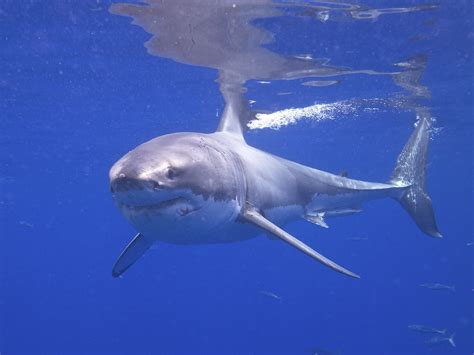 Great White Shark Elias Levy Flickr