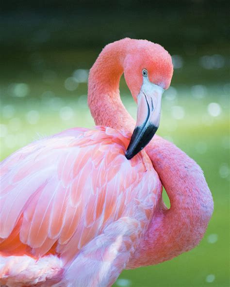 Pink Flamingo Br