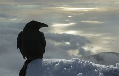 Hinterland Whos Who Common Raven