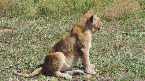 Lionet Africa Free Photo On Pixabay Pixabay