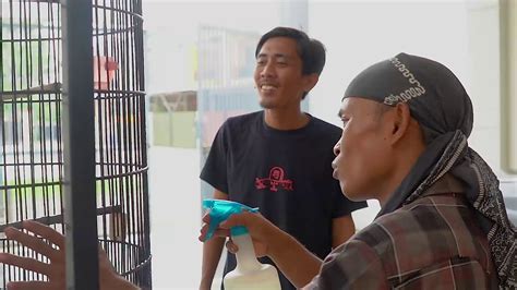 Pupuk npk mutiara ini bermanfaat untuk mempercepat, memperbanyak, memperkuat, serta memperpanjang akar tanaman. Manfaat pakan burung golden sing - YouTube