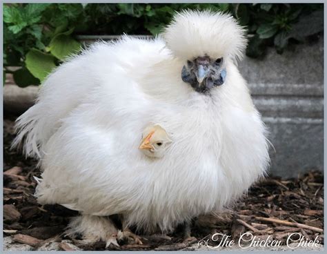 How To Sex Baby Silkie Chickens Silkie Chicken All You Need To Know