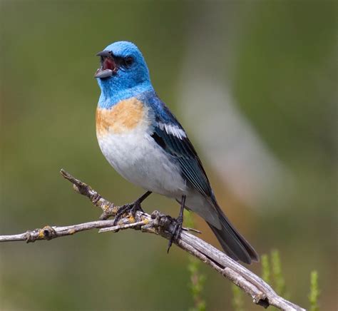 Lazuli Bunting San Diego Bird Spot