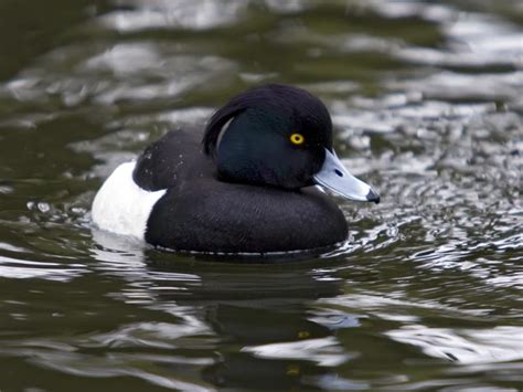 Tufted Duck Aythya Fuligula