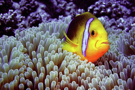 Clown Fish In Sea Anemone Photograph By Capture The World