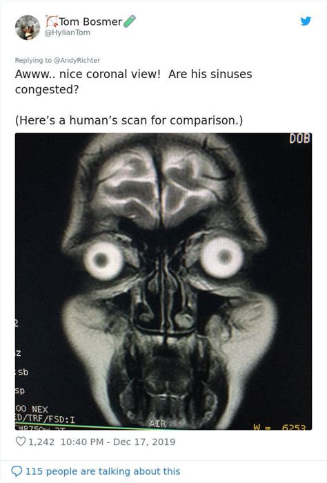 Pugs Mri Scan Is Not Very Adorable To Say The Least 19 Pics