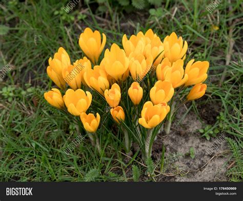 Yellow Crocus Flowers Image And Photo Free Trial Bigstock
