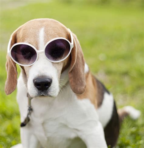 Funny Beagle Dog Wearing Sunglasses Relaxing In Green Park Royalty Free