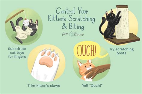 What To Do When A Cat Bites Your Finger