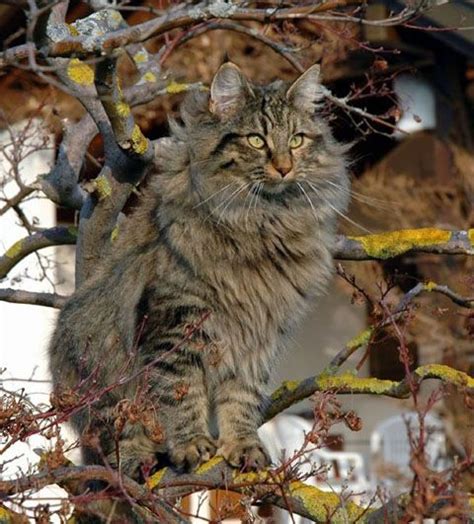 57 Best Images About Norwegian Forest Cat On Pinterest
