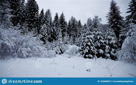 A Heavy Snowfall On The Forest Stock Image Image Of Amden Beauty