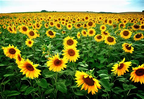 1024x768 Resolution Yellow Sunflower Flower Field At Daytime Hd