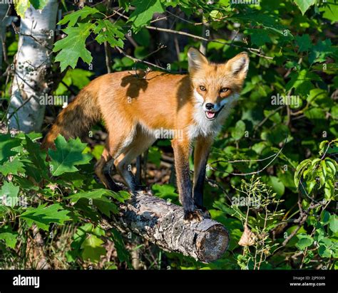 Red Fox On A Log And Basking In The Late Evening Sun Light In Its