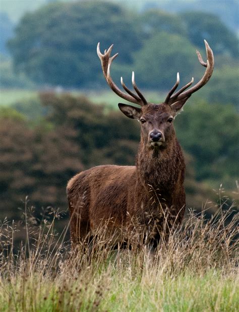 Red Deer Facts History Useful Information And Amazing Pictures