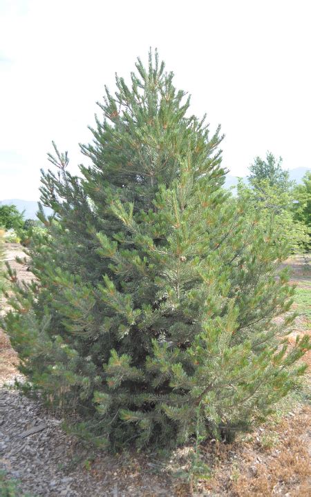 Singleleaf Pinyon Pine Usu