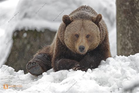 Braunbär im Schnee Bild bestellen - Naturbilder bei Wildlife Media