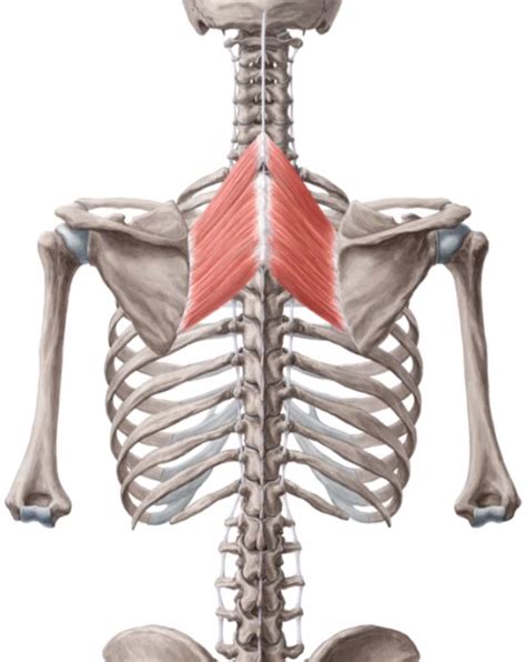 Rhomboid Minor And Rhomboid Major Levator Scapulae And Latissimus Dorsi Muscles Didactic Board