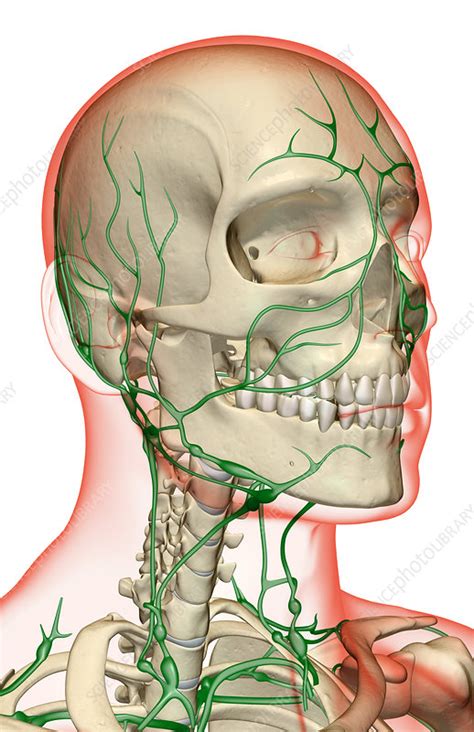 The Lymph Supply Of The Head Neck And Face Stock Image F0015174