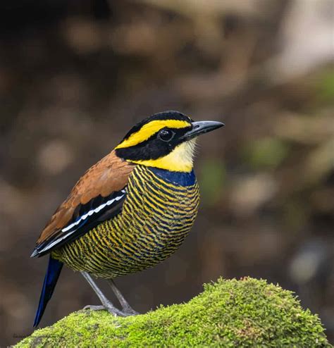 Birds Of Asia Focusing On Wildlife