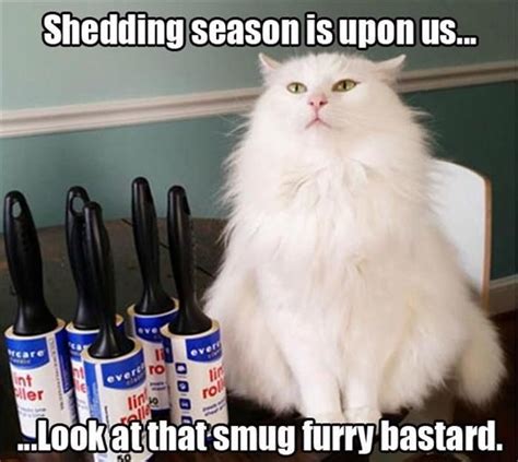 This will help your cat's coat adjust for changing seasons. Shedding season is here and cats love it. - RealFunny