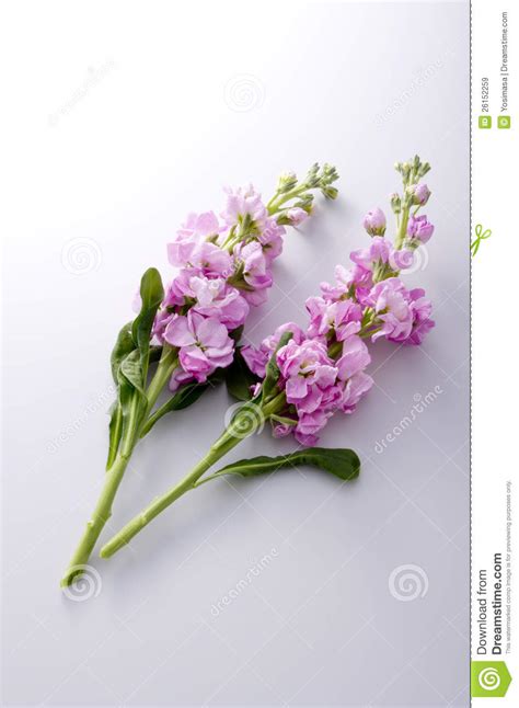See more ideas about زنبق, طبيعة, نباتات. Stock flower stock image. Image of bunch, purple, natural ...
