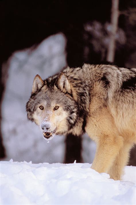Alaska Gray Wolf Stalking Prey In Deep License Image 70424322