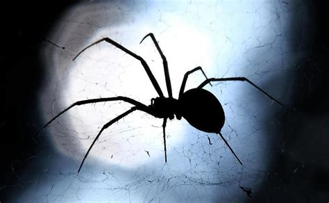 Sex Crazed Spiders Have Begun Their Invasion Of The Uk So Heres How