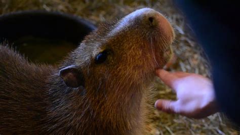 Pet Capybara Youtube