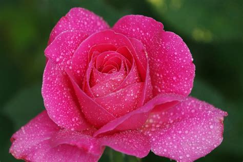 Wet Pink Rose Closeup View Of A Wet Pink Rose Anton Shomali Flickr