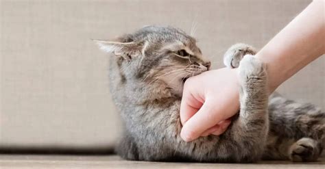 Kedi Di Bak M Rehberi Kedilerin Di Leri Nas L Kontrol Edilir Petibom