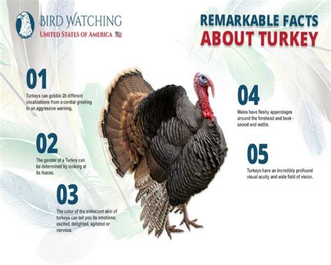 What Is A Group Of Turkeys Called And 16 Remarkable Facts